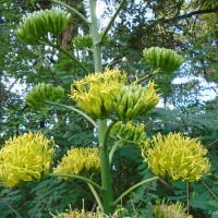 <i>Agave vera-cruz</i>  Mill.